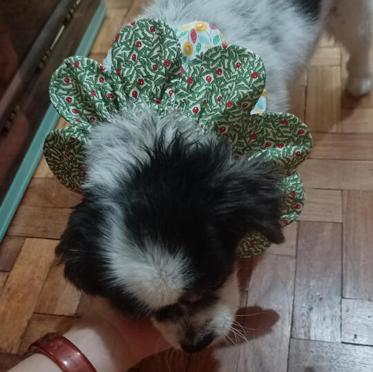 scalloped pet collar